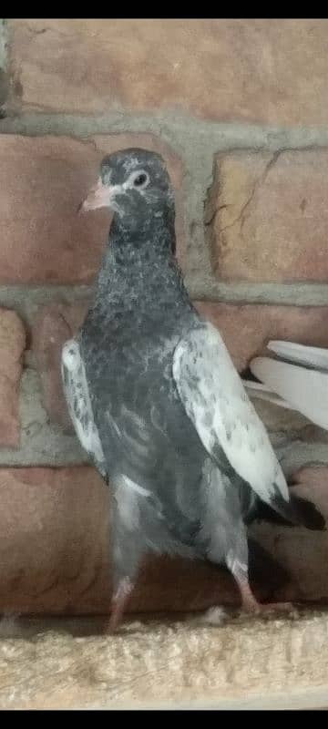 Pigeons for sale 1