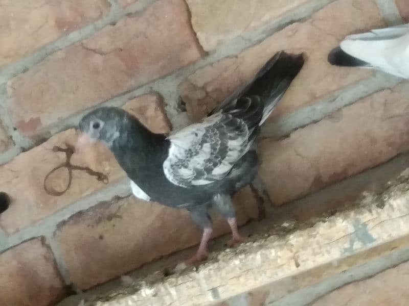 Pigeons for sale 2