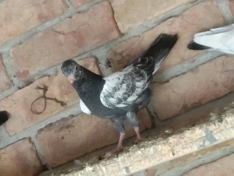 Pigeons for sale 3