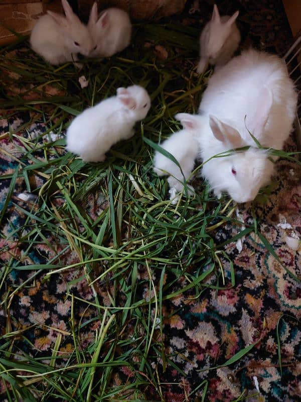 5 Red Eye extra coat Rabbits for sale 0