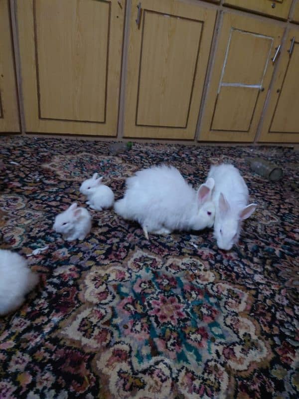 5 Red Eye extra coat Rabbits for sale 1