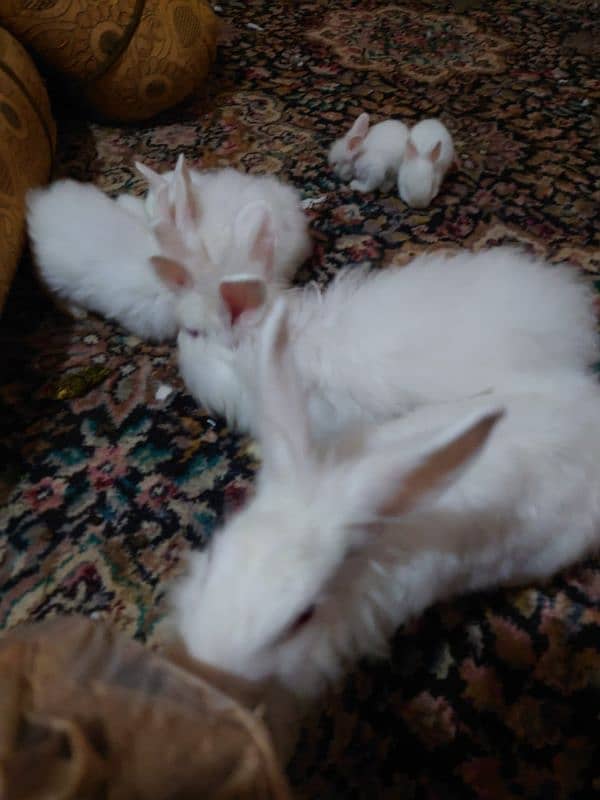 5 Red Eye extra coat Rabbits for sale 2