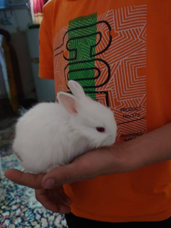 5 Red Eye extra coat Rabbits for sale 4