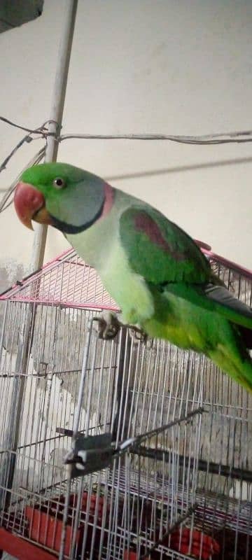 Raw parrot 0