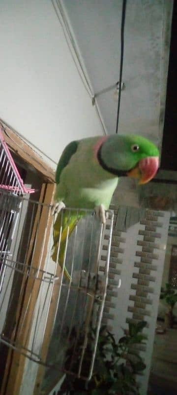 Raw parrot 1