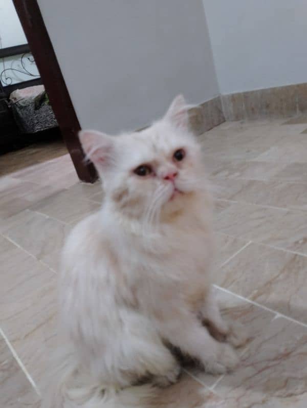 Male cat for sale 3