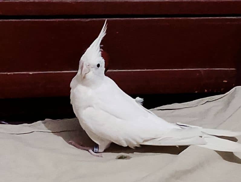 cockatiel 1