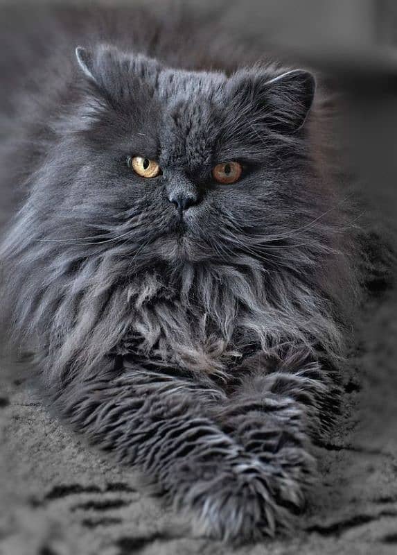 Persian long hairs kitten 0