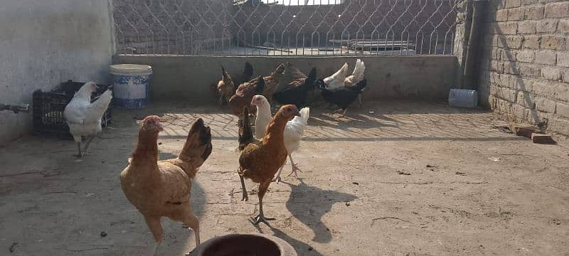 Mishri Chicks for Sale (13 Hens and 2 Murghay) 0