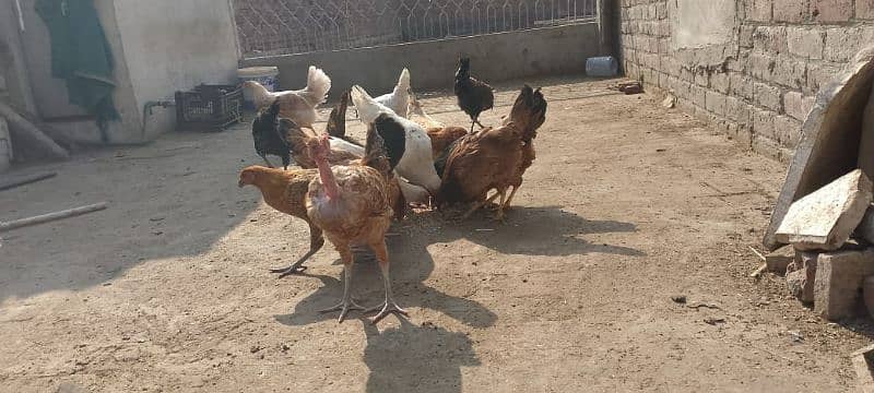 Mishri Chicks for Sale (13 Hens and 2 Murghay) 2