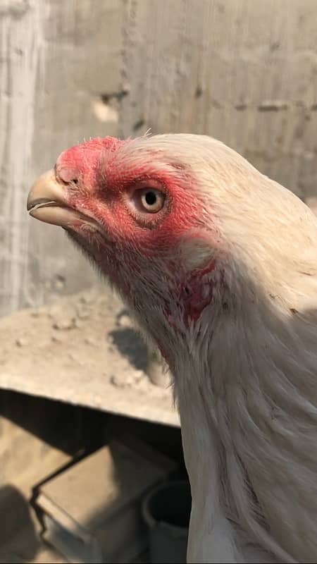 Qandhari / Kandhari Parrot beak look Heera breeder female 1