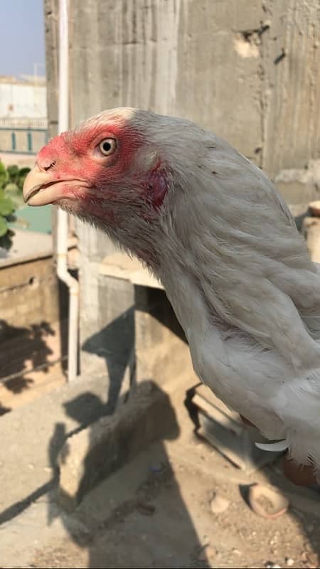 Qandhari / Kandhari Parrot beak look Heera breeder female 3