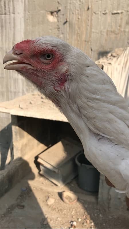 Qandhari / Kandhari Parrot beak look Heera breeder female 4