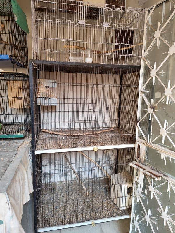 Love Birds and Cages for sale 0