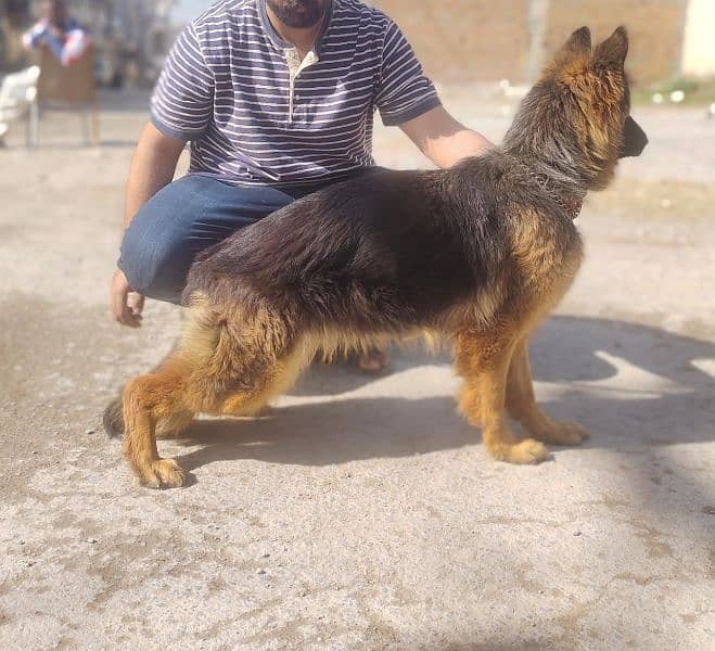 I want to sale my long coat pedigree female 2