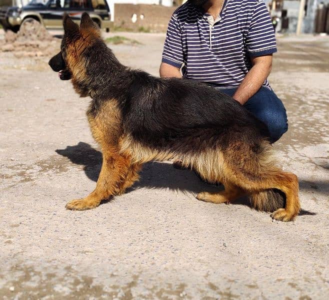 I want to sale my long coat pedigree female 3