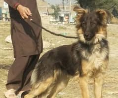 German Shepherd |  Shepherd | German Shepherd female long coated