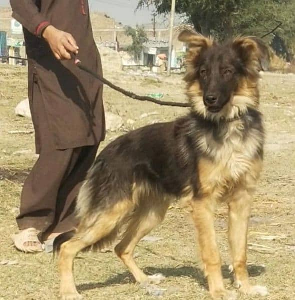 German Shepherd |  Shepherd | German Shepherd female long coated 2