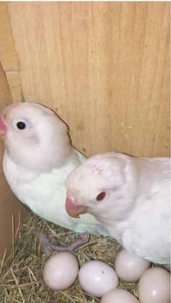 albino birds