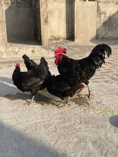 Australorp Hens II Breeder pair II