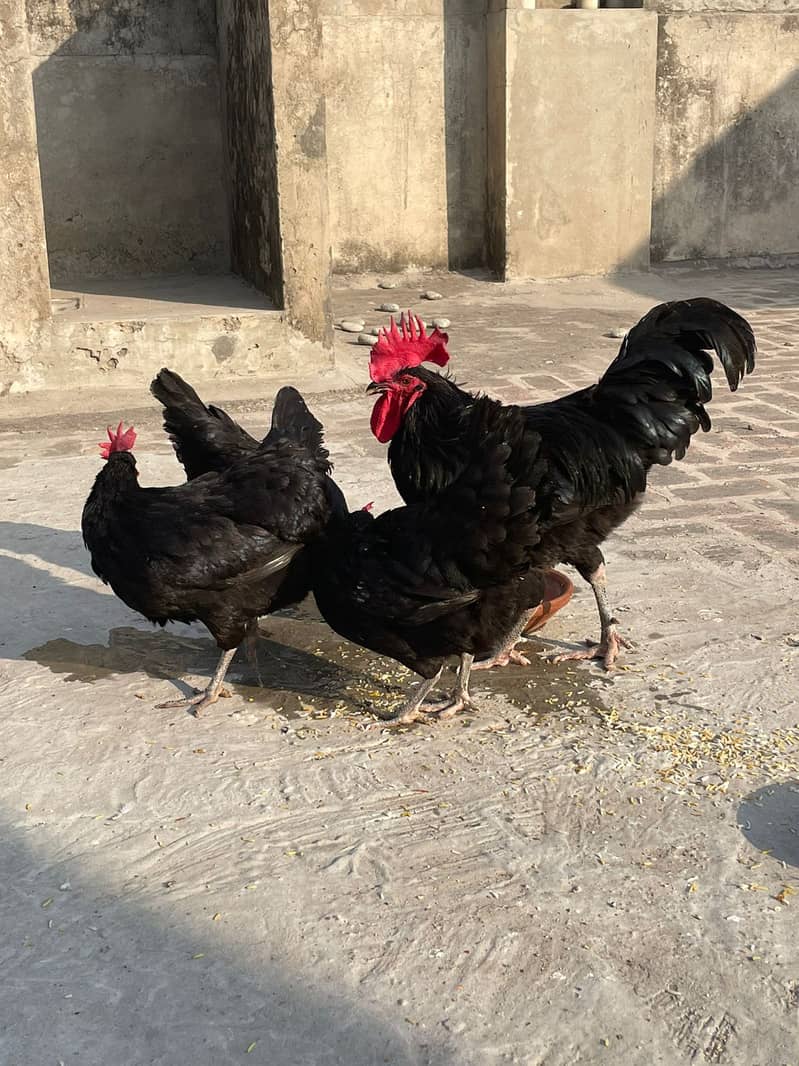 Australorp Hens II Breeder pair II 0