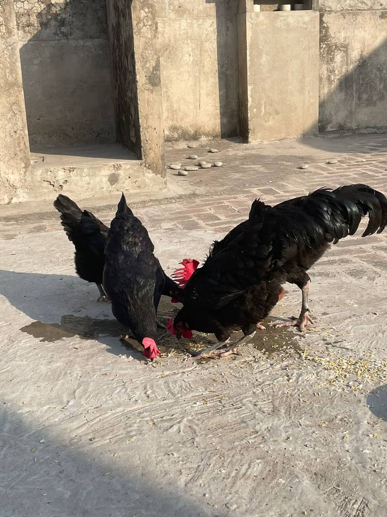 Australorp Hens II Breeder pair II 1