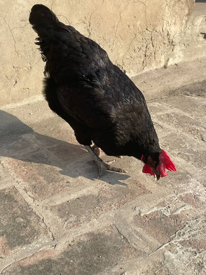 Australorp Hens II Breeder pair II 2