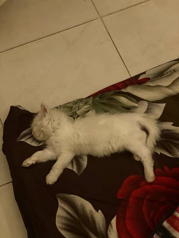 40days white persian kitten 0