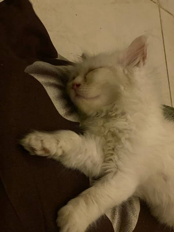 40days white persian kitten 1