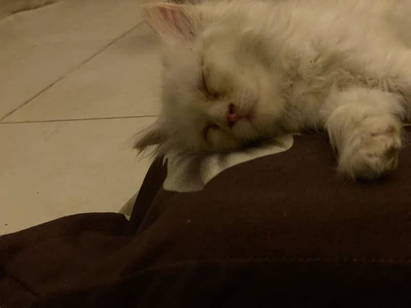 40days white persian kitten 2