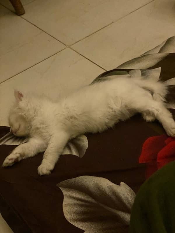 40days white persian kitten 3