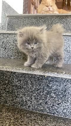 Persian kitten | Persian cats | triple coated male kitten| punch face