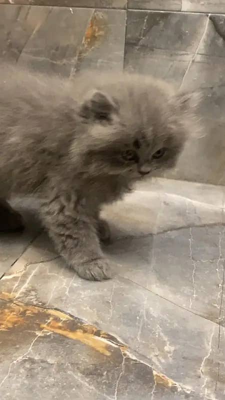 Persian kitten | Persian cats | triple coated male kitten| punch face 2