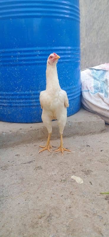 Aseel Heera hen & Thai Hen For Sale 0