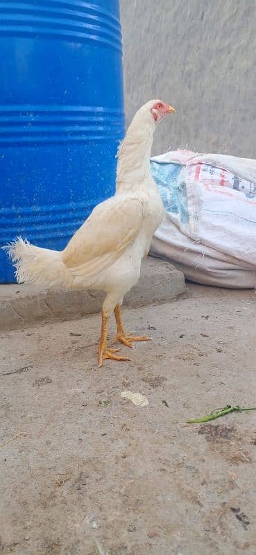 Aseel Heera hen & Thai Hen For Sale 1