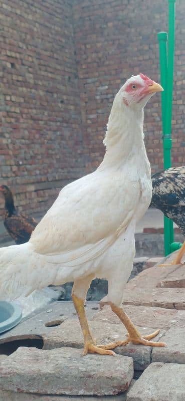 Aseel Heera hen & Thai Hen For Sale 2