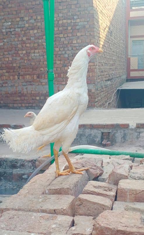 Aseel Heera hen & Thai Hen For Sale 3