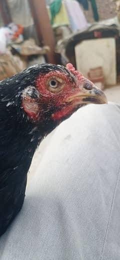 Aseel Thai Hen For Sale