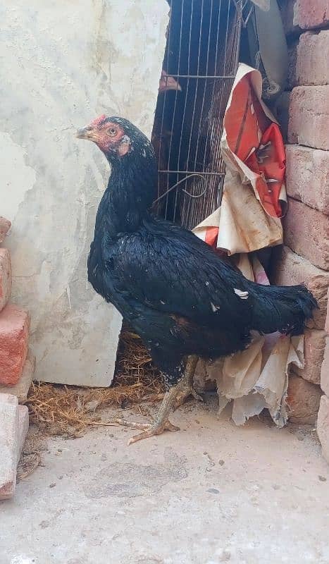 Aseel Heera hen & Thai Hen For Sale 6