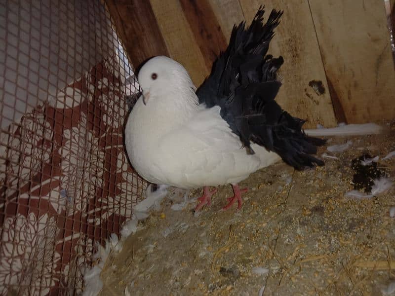 Pegion one breeding pair or one Pegion baby or one Pegion Cage ForSale 0