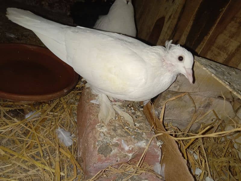 Pegion one breeding pair or one Pegion baby or one Pegion Cage ForSale 1