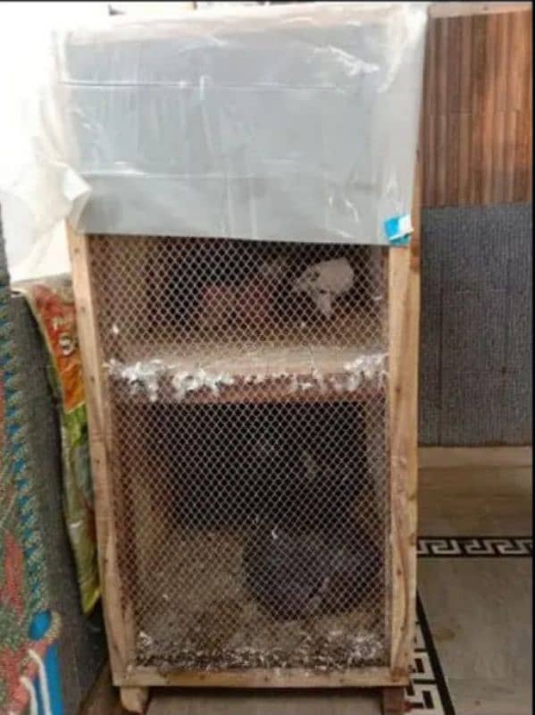 Pegion one breeding pair or one Pegion baby or one Pegion Cage ForSale 4