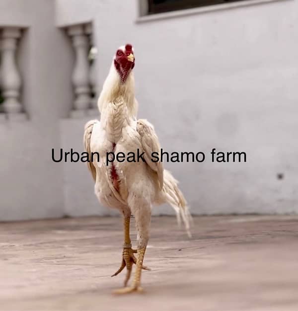 Shamo Chicks | white shamo | black shamo | shamo  | shamo egg 0