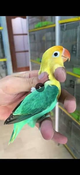 carimino to decino parrot lovebirds age 15months 1