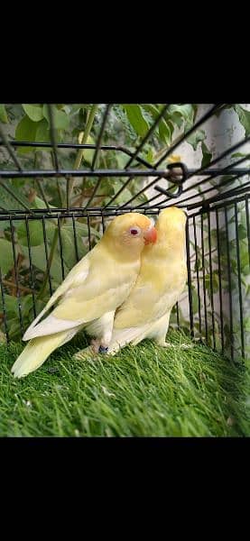 carimino to decino parrot lovebirds age 15months 2