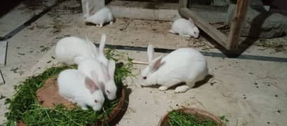 Breeder rabbit pair with kids