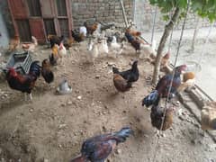 egg laying hens