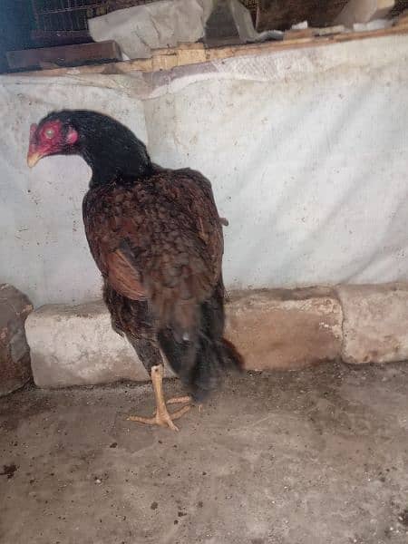 Aseel murghi laathi home breeder ready for egg 0