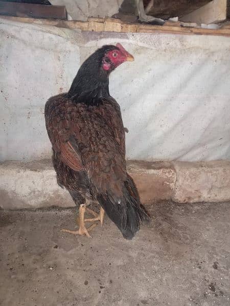 Aseel murghi laathi home breeder ready for egg 1