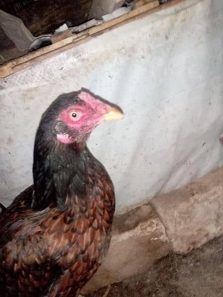 Aseel murghi laathi home breeder ready for egg 2